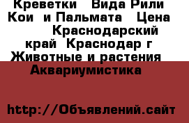Креветки 2 Вида Рили (Кои) и Пальмата › Цена ­ 50 - Краснодарский край, Краснодар г. Животные и растения » Аквариумистика   